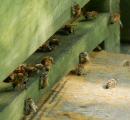 Bienen an einem Bienenstock