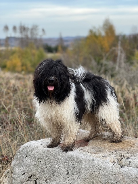 Schulhund Fredel mit seinen langen Haaren, schwarz und wei&szlig; gefleckt