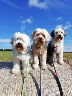 Die damaligen drei Schulhunde sitzen nebeneinander auf einem Stein, jeweils mit der Hundeleine.